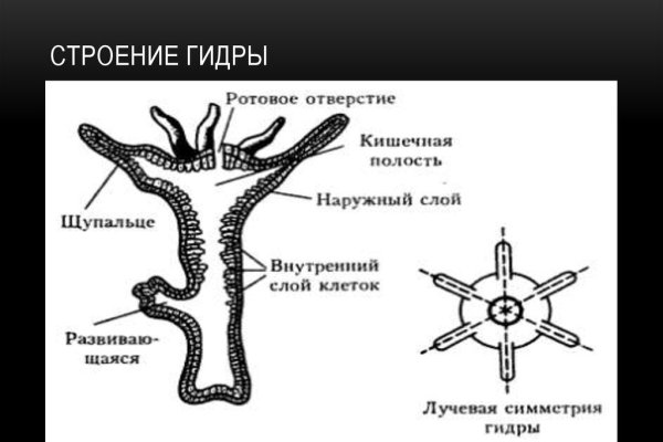 Гидра и кракен