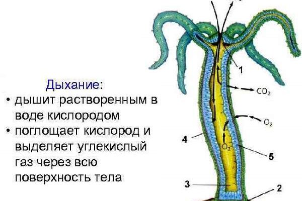 Браузер кракен